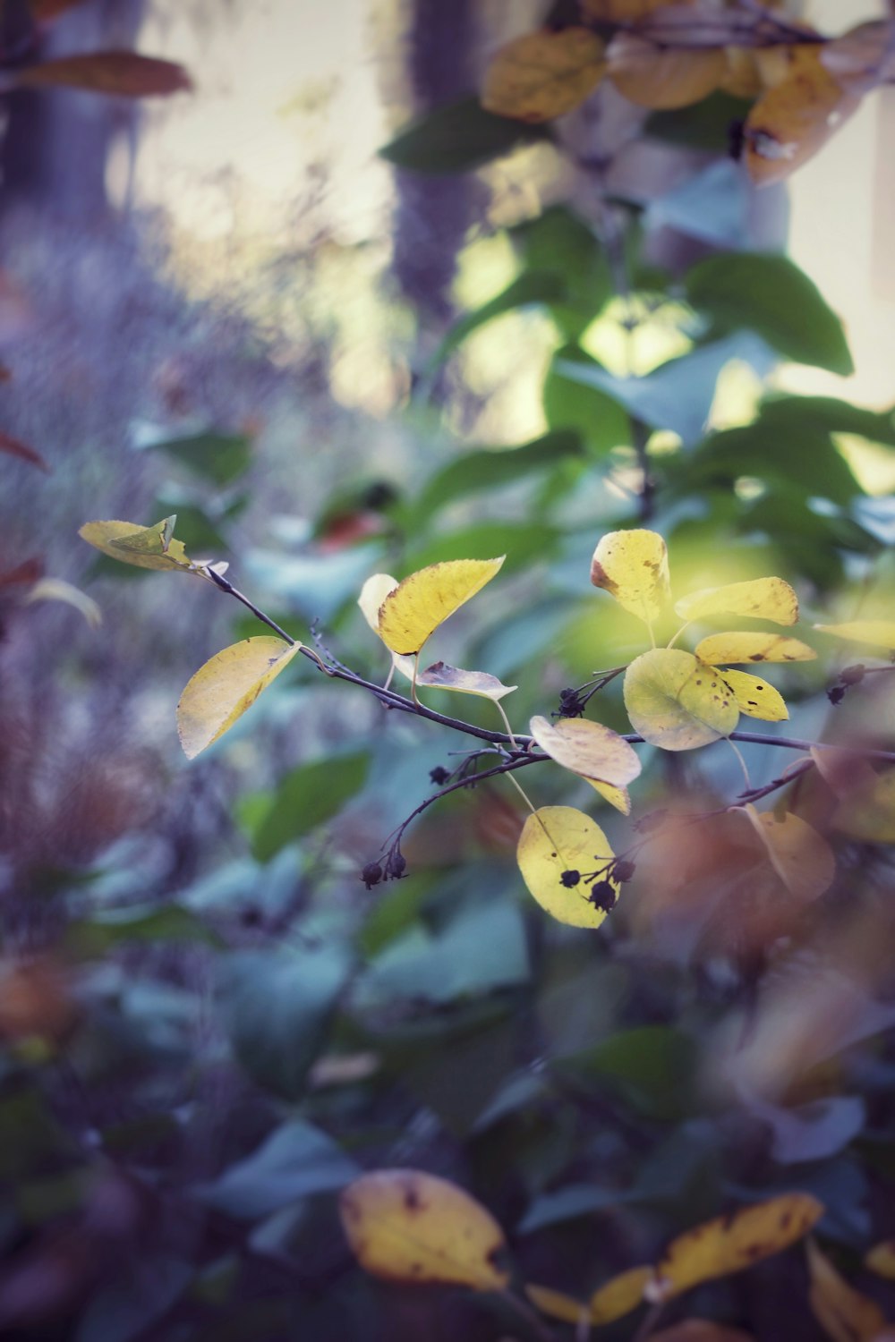 a close up of a tree branch with yellow leaves