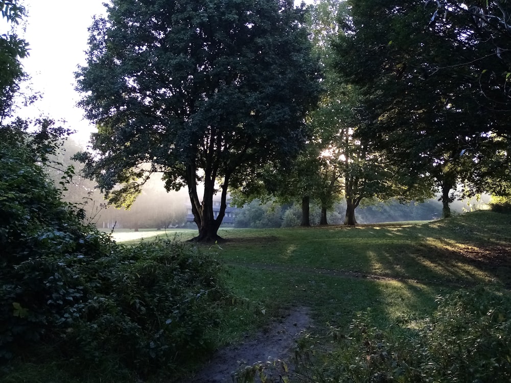 a path in the middle of a grassy field