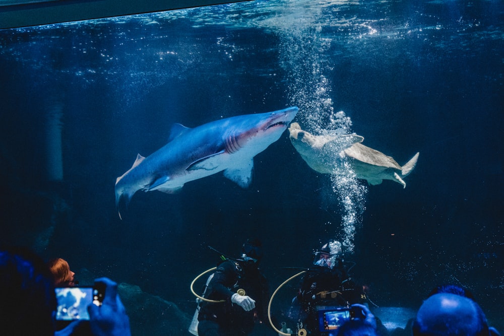 a couple of people standing in front of a shark