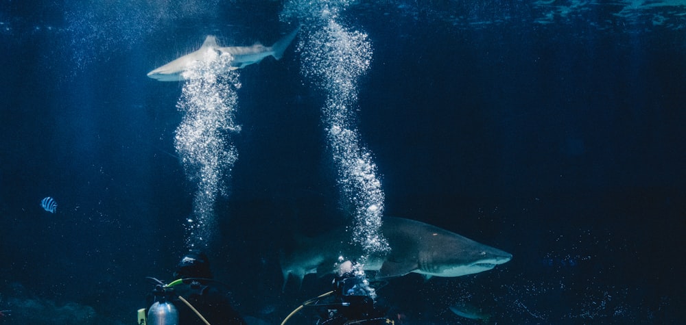 um par de pessoas em equipamento de mergulho sob um tubarão grande