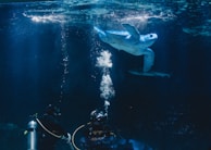A diver interacting with a sea turtle.
