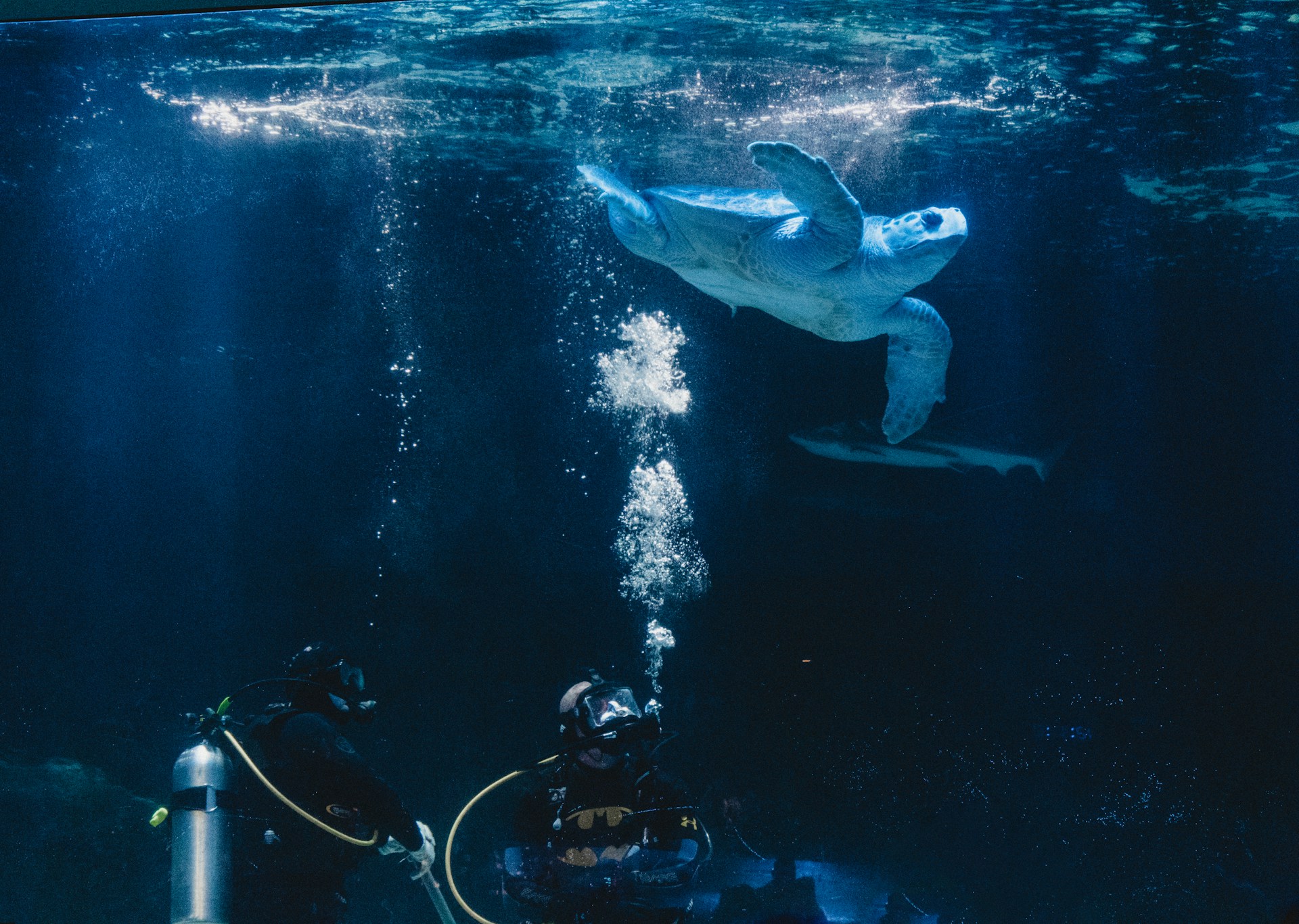 Close-up of a diver's hand touching a curious sea turtle gliding gracefully near a coral reef.