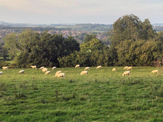 A lush green field thriving thanks to natural fertilizer made from sheep wool pellets.