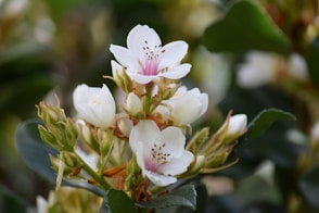 a bunch of white flowers with green leaves