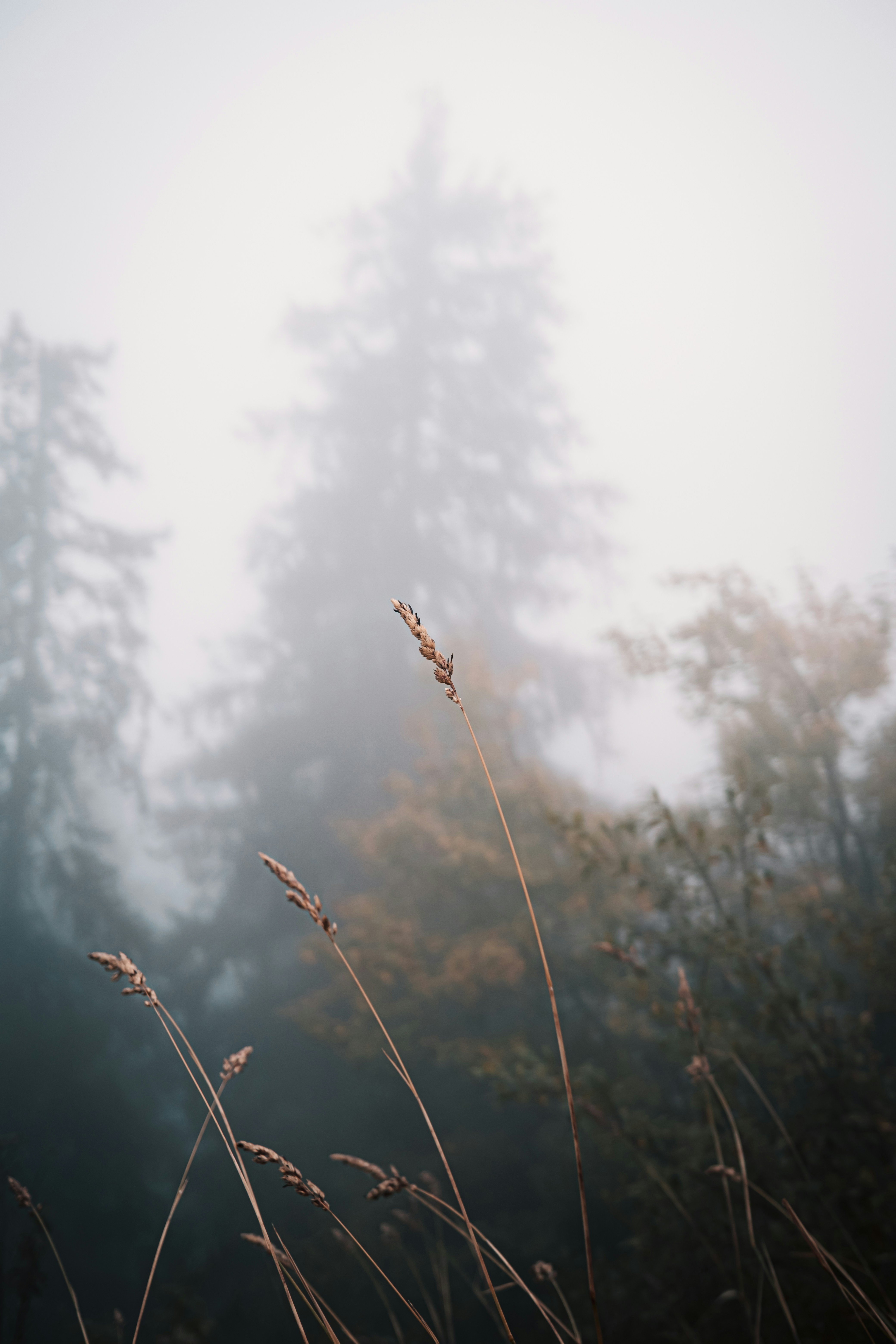 Photo by purzlbaum