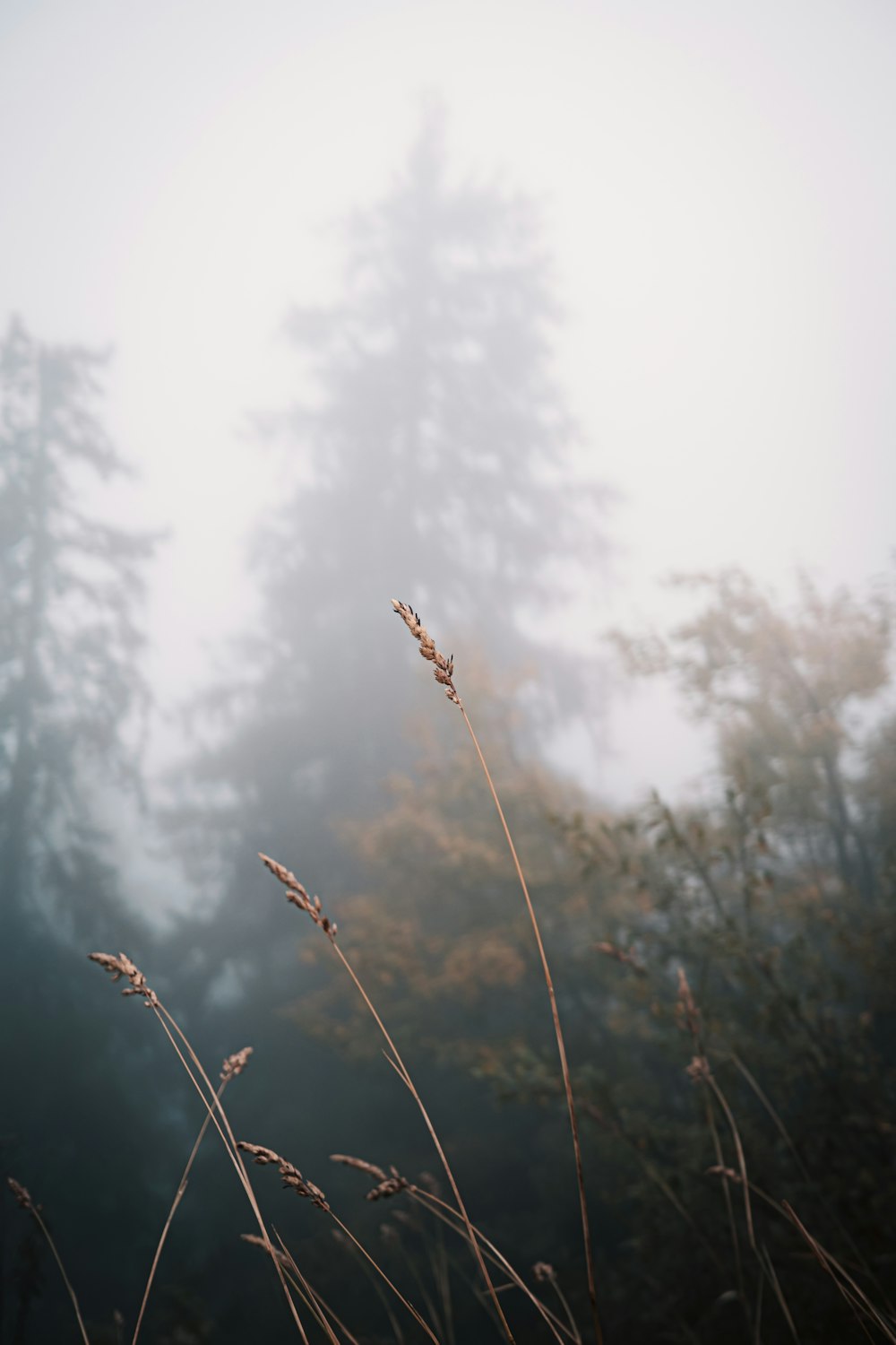 a foggy forest with tall grass in the foreground