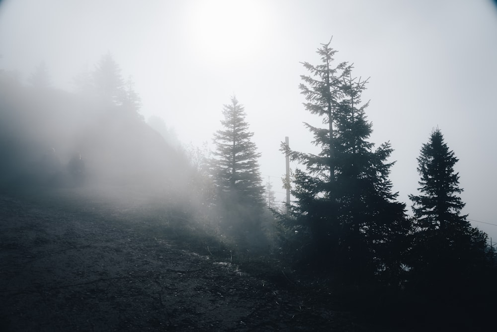 a foggy mountain with pine trees on the side