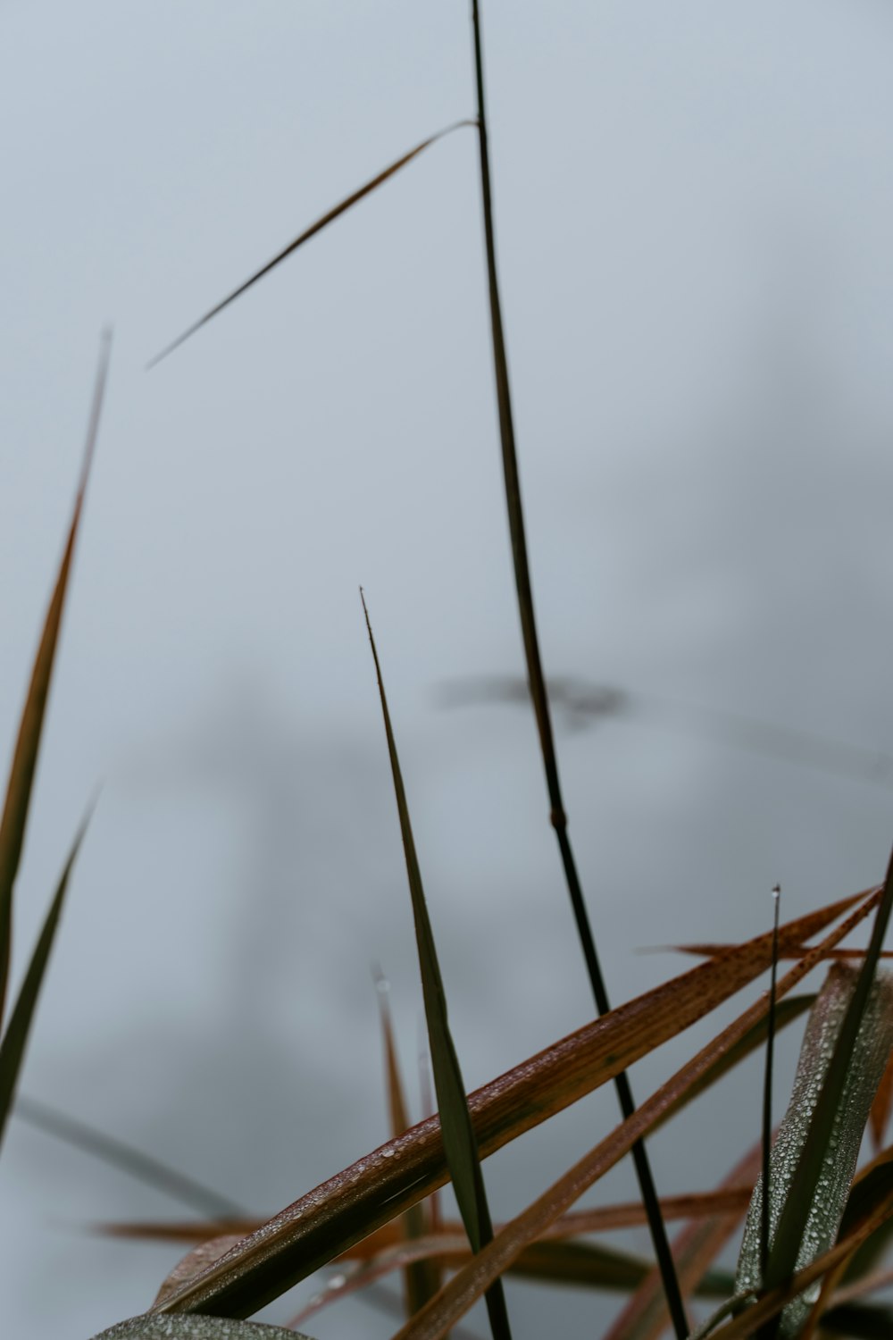 a close up of some grass with a sky background