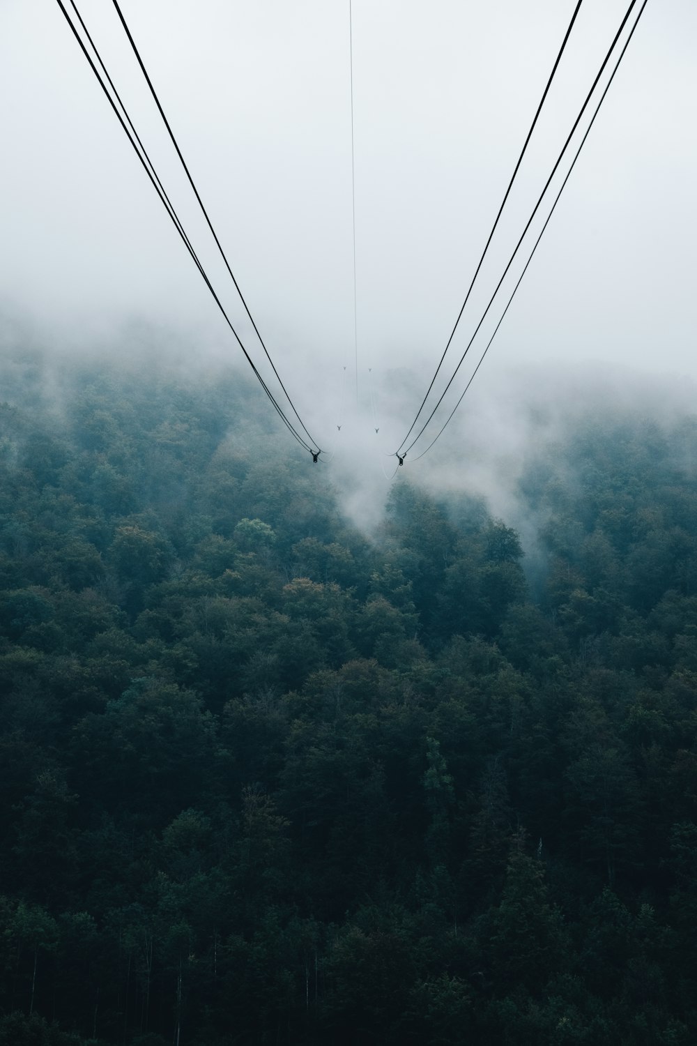 a view of some power lines in the middle of a forest