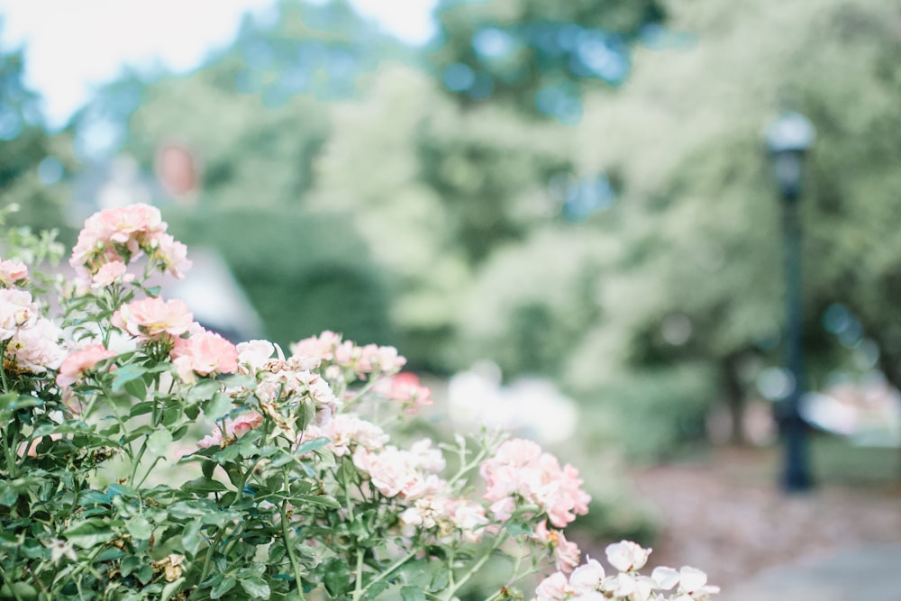 a bush of pink flowers next to a sidewalk