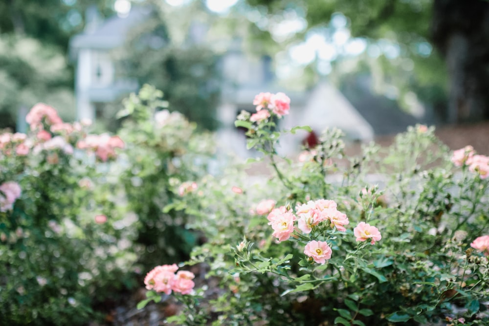 a bunch of pink flowers in a garden