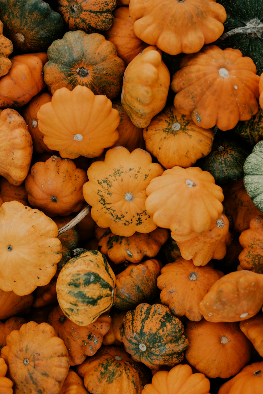 a pile of pumpkins and gourds sitting next to each other
