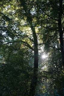 Sunlight filtering through dense forest canopy, creating a mosaic of light and shadow.