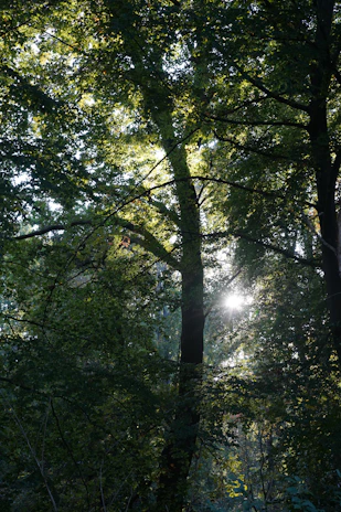 Sunlight filtering through tall trees, creating a pattern of light and shadow on the ground.