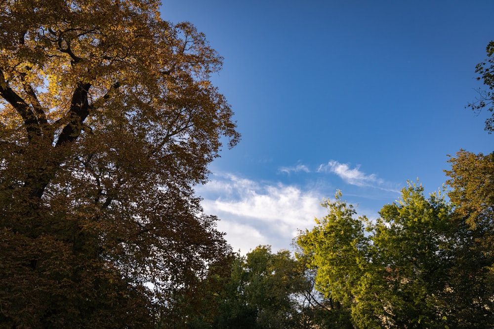 a blue sky and some trees and some clouds