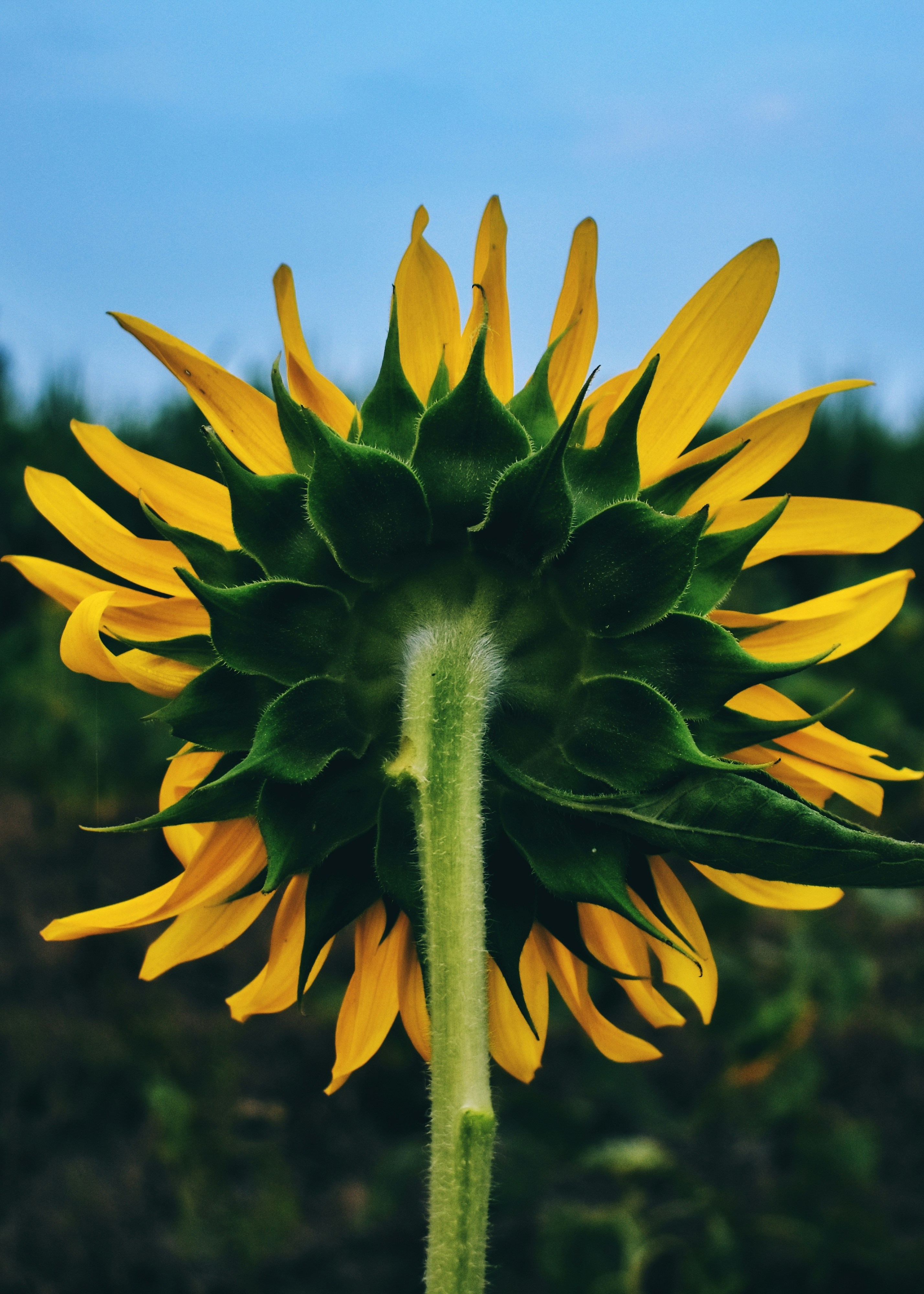 배경에 푸른 하늘이 있는 큰 해바라기
