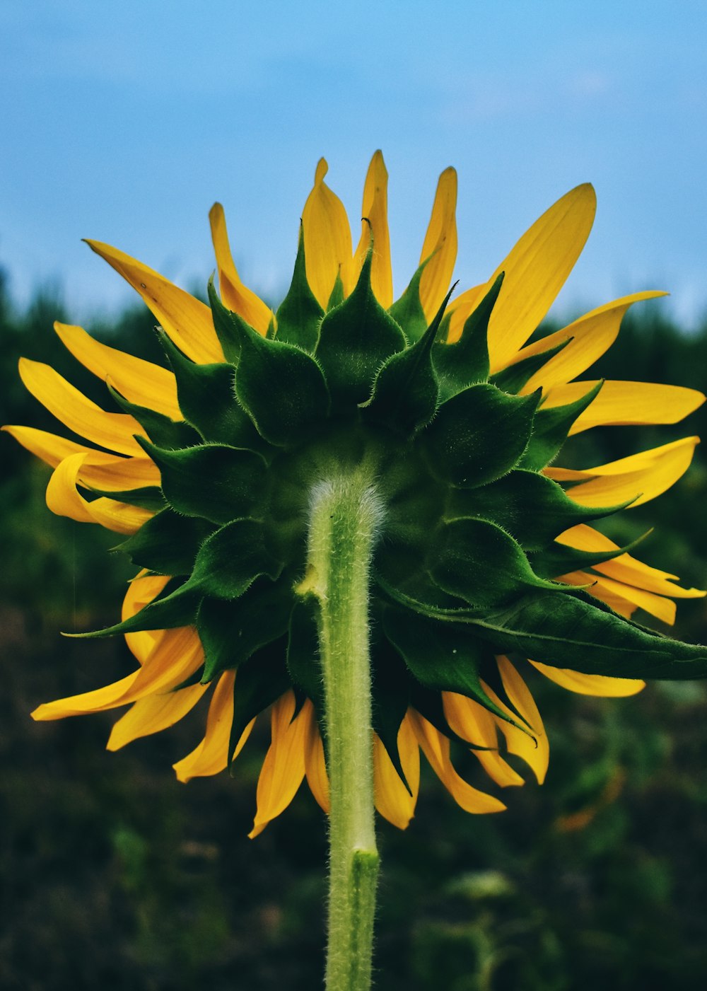 a large sunflower with a blue sky in the background