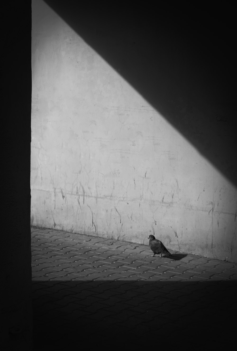 a black and white photo of a bird on the ground