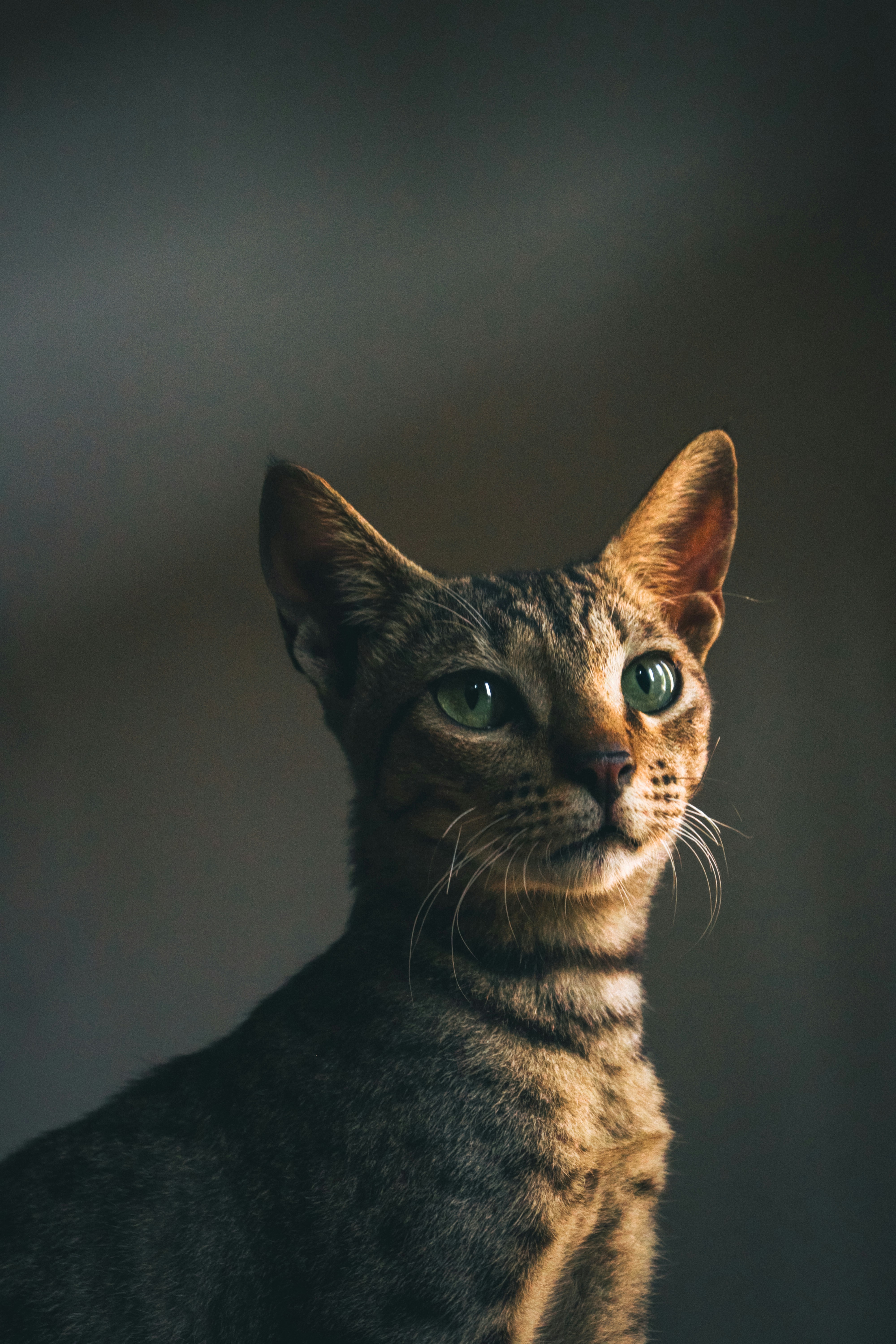 a close up of a cat with green eyes