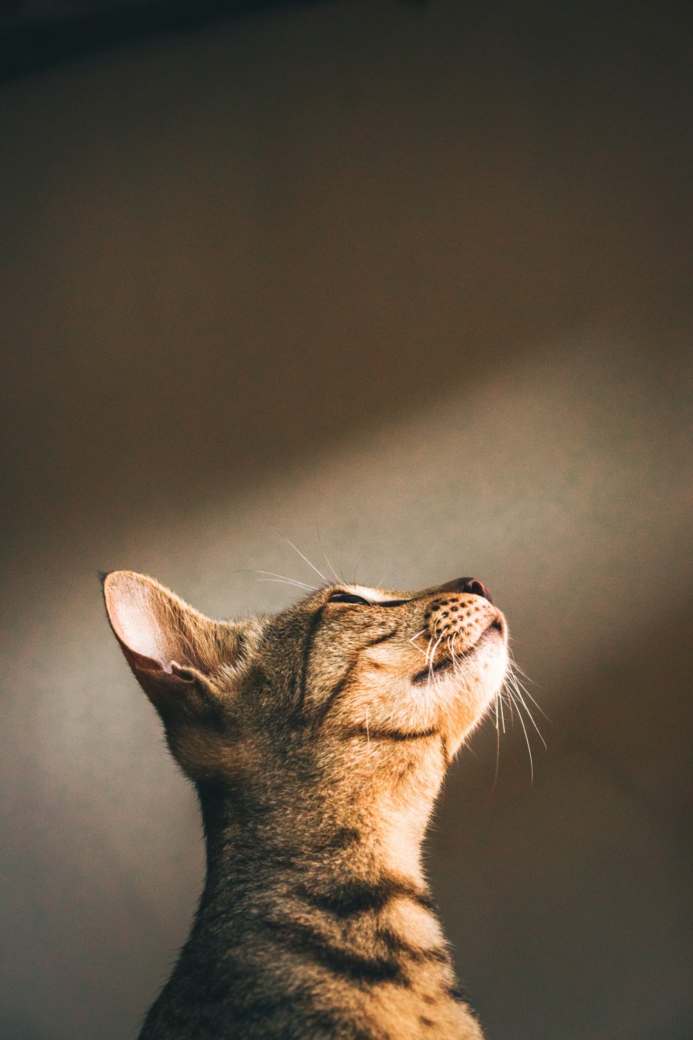 a cat that is looking up into the sky