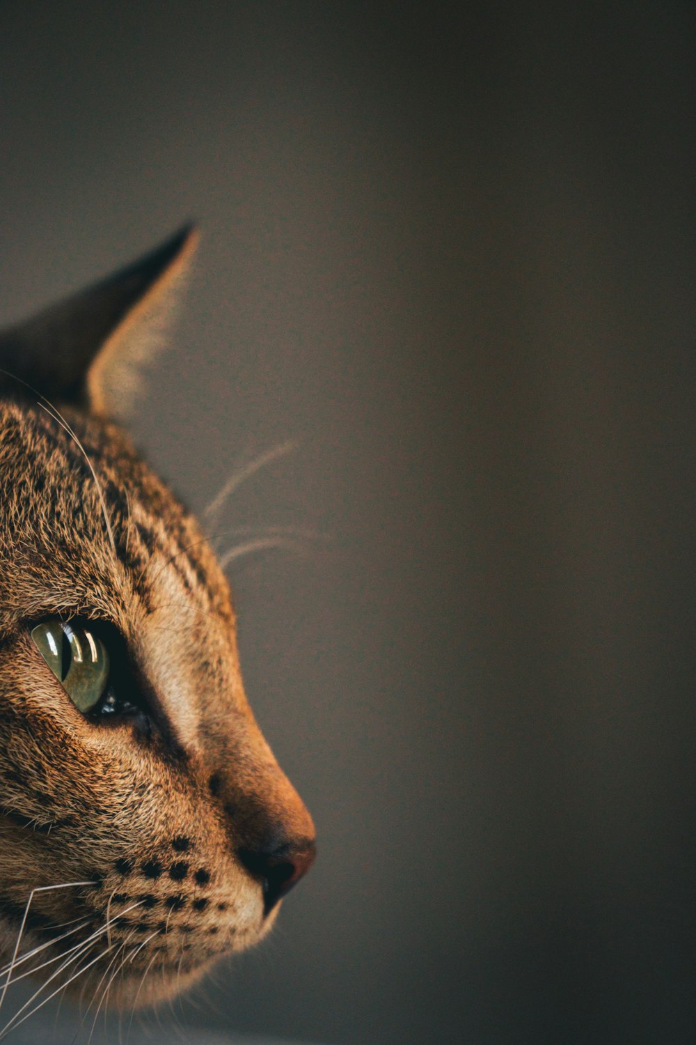 a close up of a cat's face with a blurry background