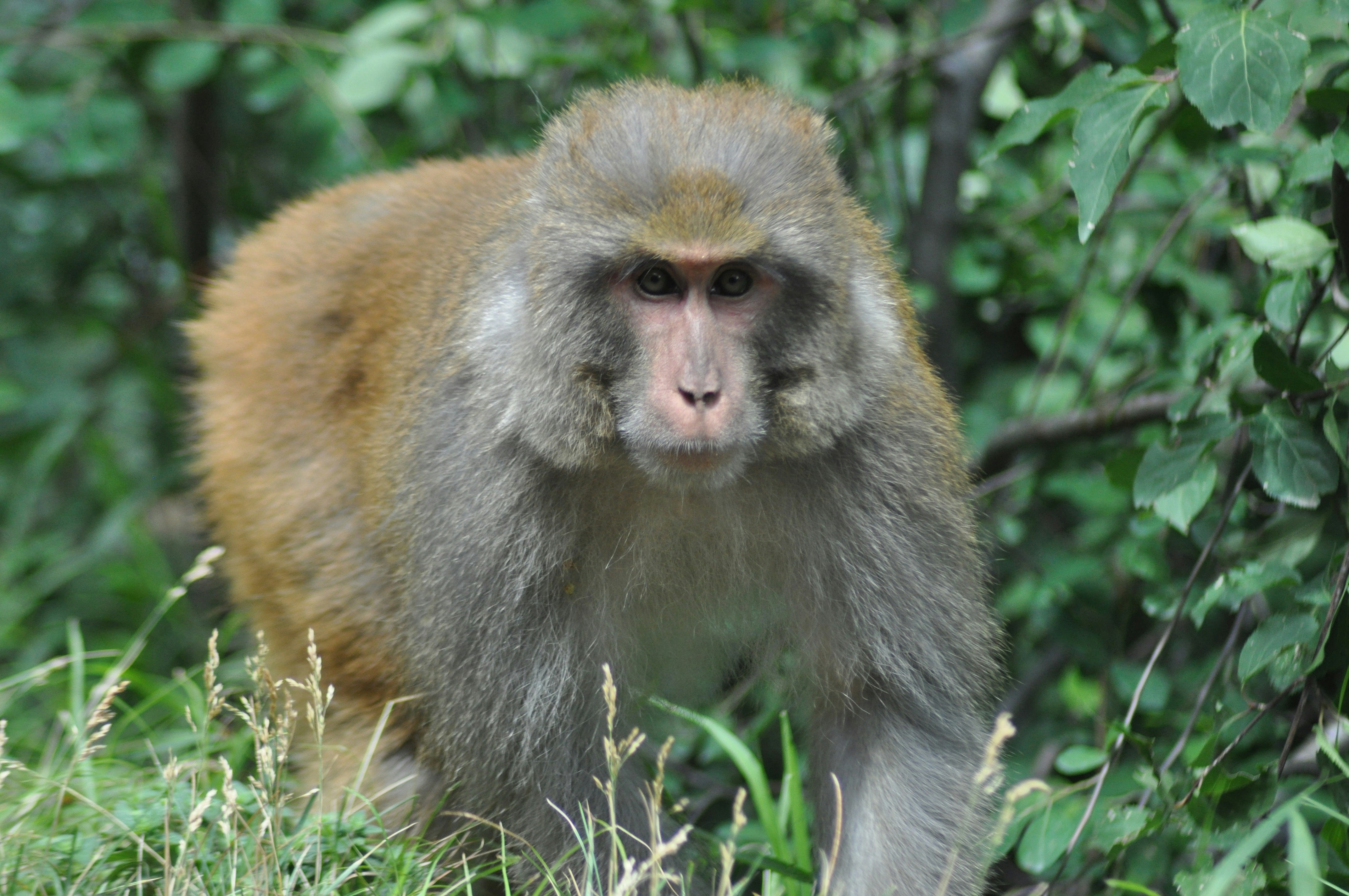 Photo by isaac_wajid