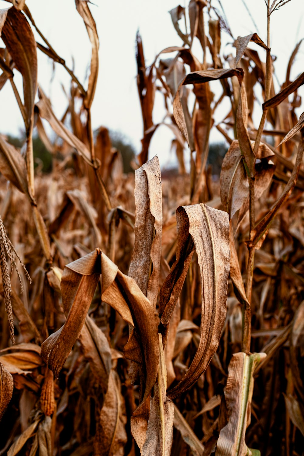 a close up of a dead corn field
