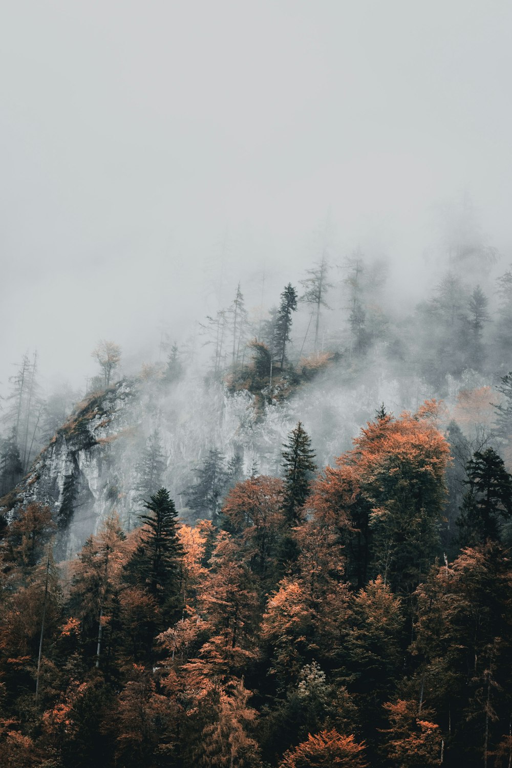 a mountain covered in fog with trees in the foreground