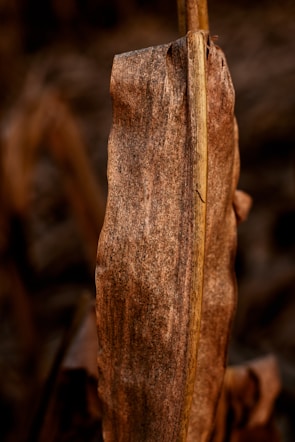 a close up of a leaf on a tree
