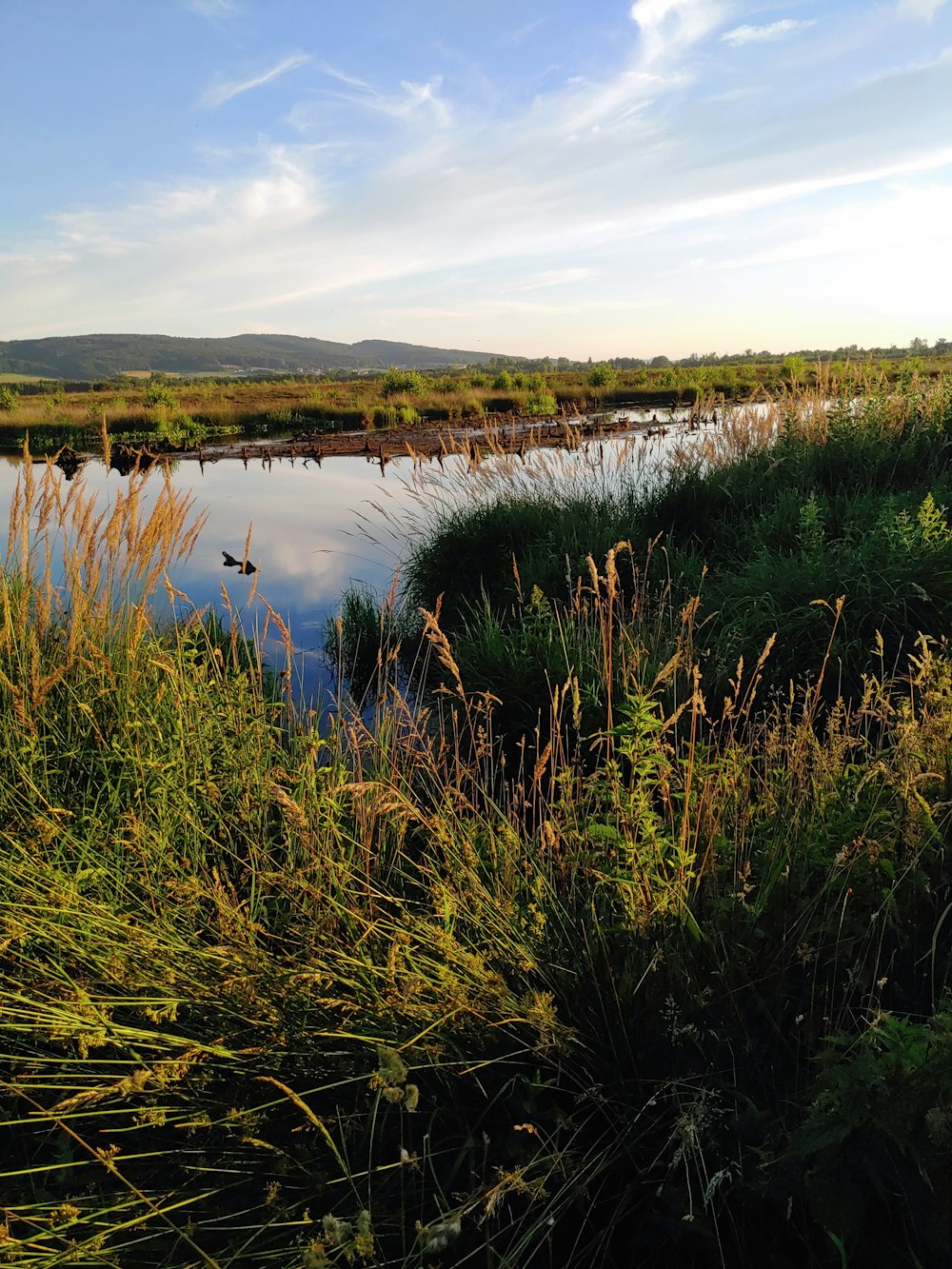 a small body of water surrounded by tall grass