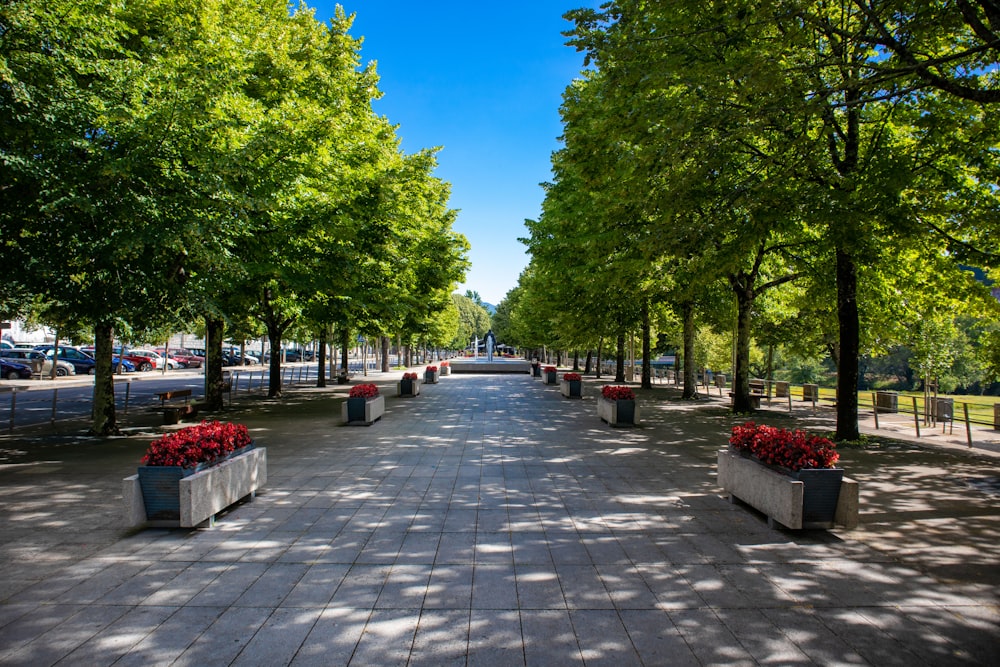 a walkway lined with benches and trees on a sunny day