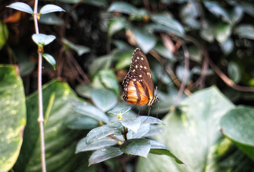 a butterfly sitting on top of a green plant