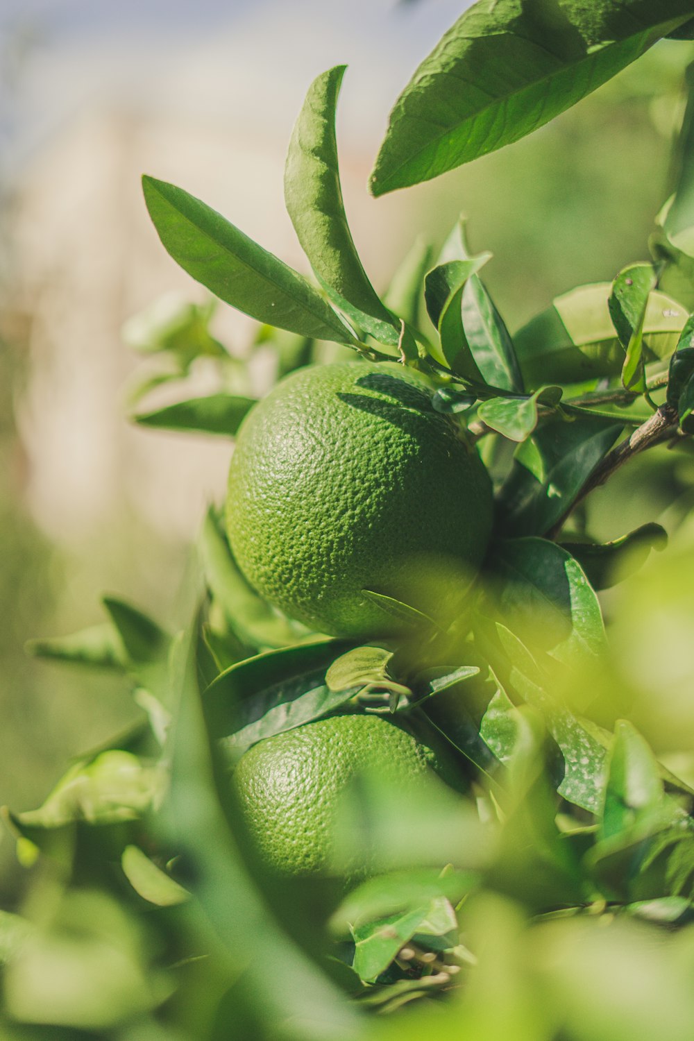 a close up of some green fruit growing on a tree