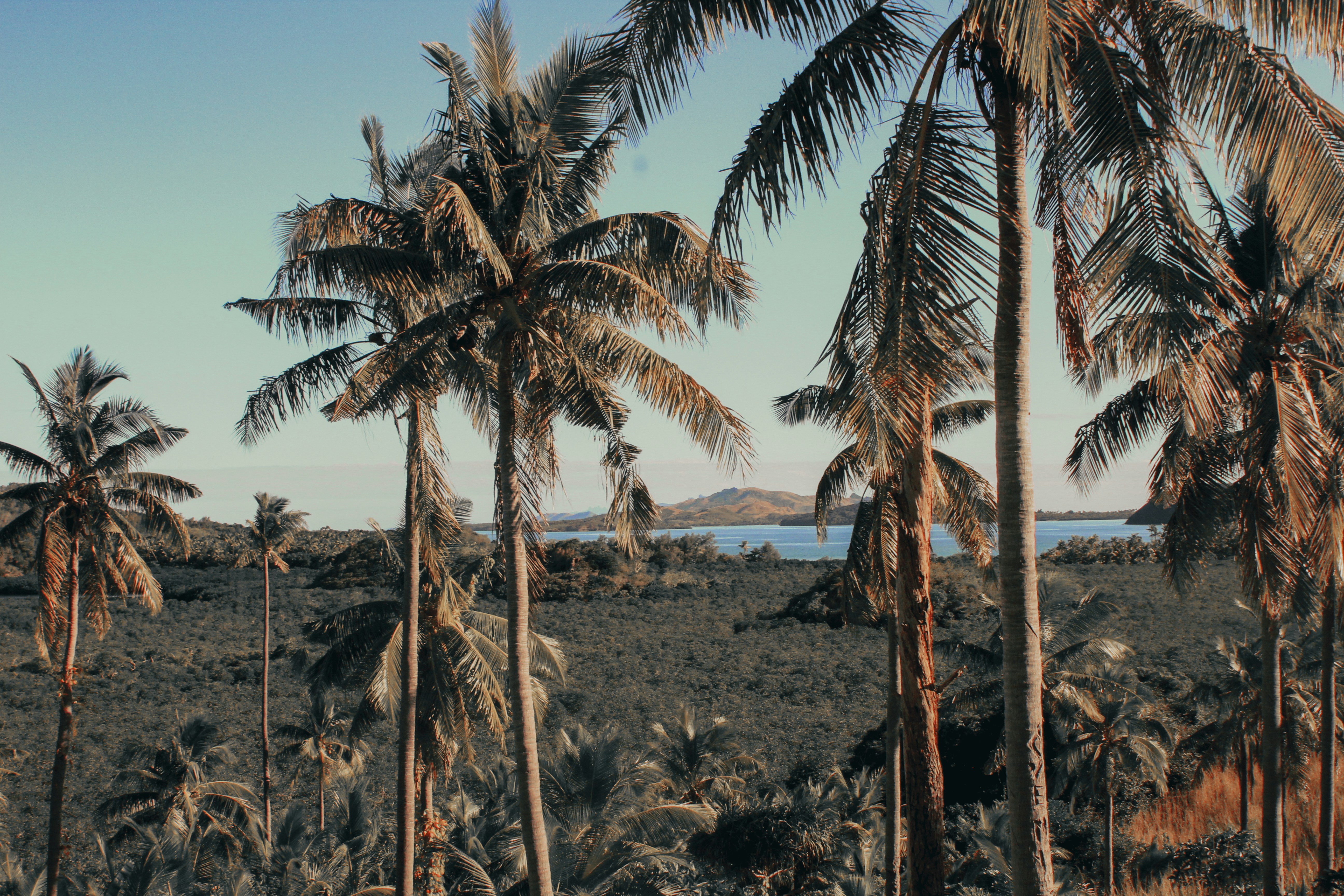 a group of palm trees in a field, 