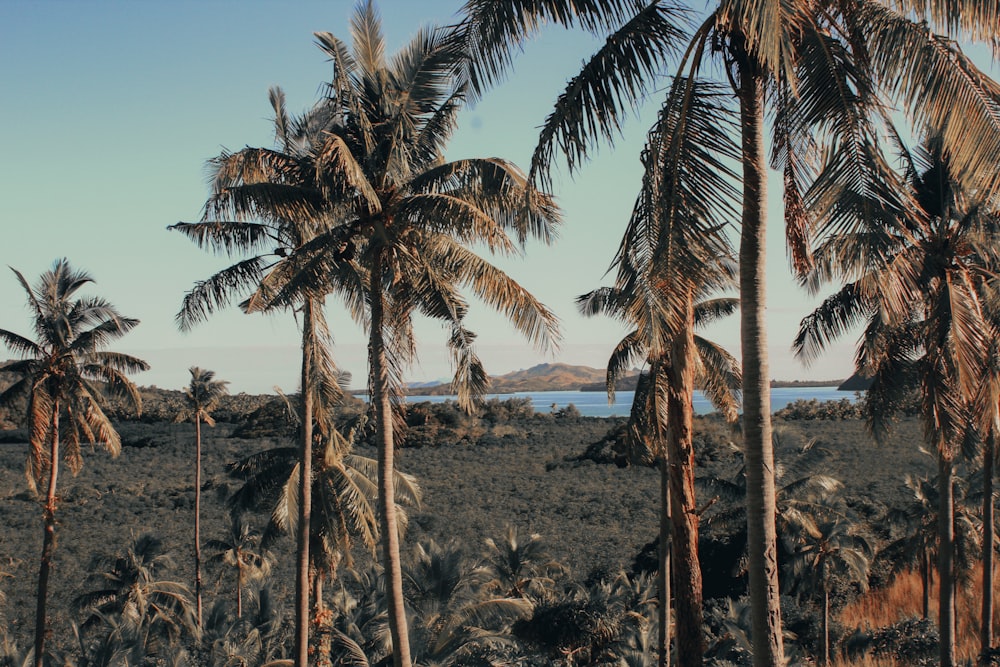 a group of palm trees in a field