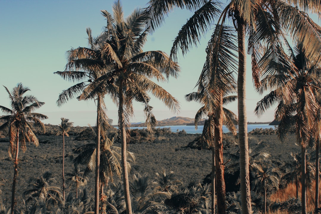 a group of palm trees in a field,