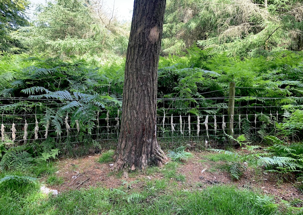 a fence in the middle of a lush green forest
