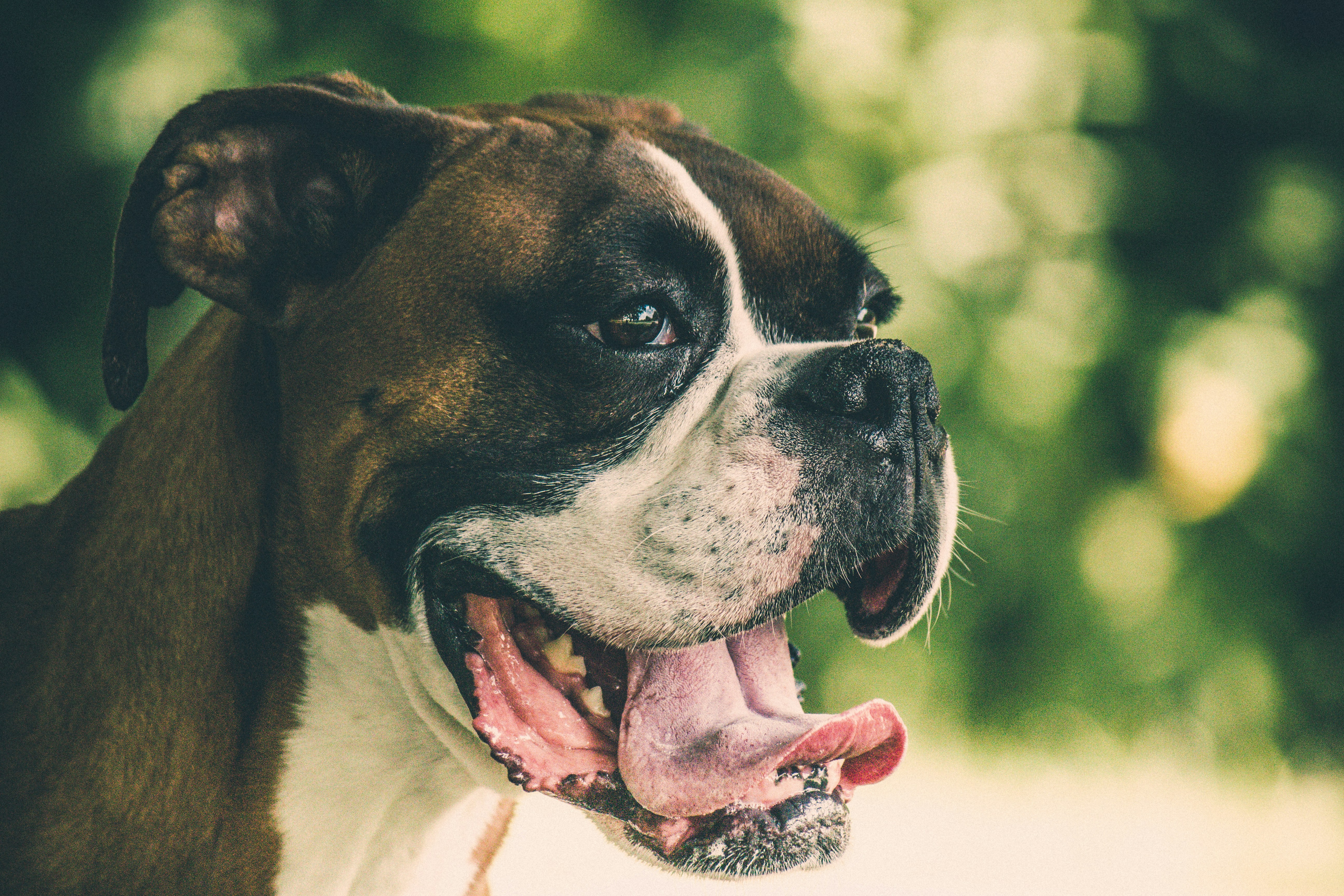 Enrichment: 10 Puzzles That Your Boxer Actually Uses