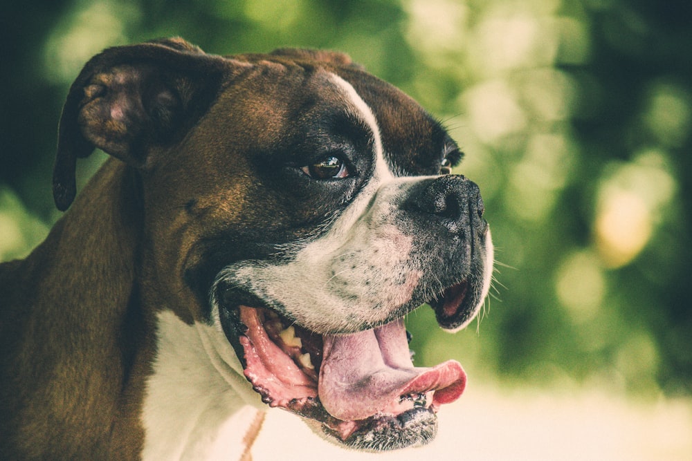 a close up of a dog with its tongue out