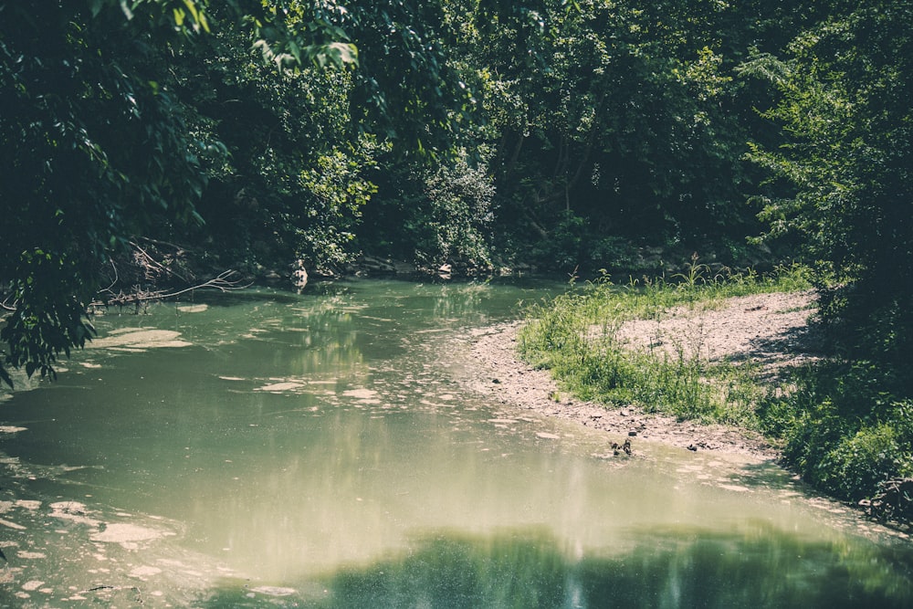 a river running through a lush green forest