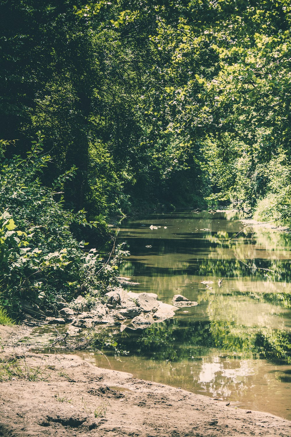 a river running through a lush green forest