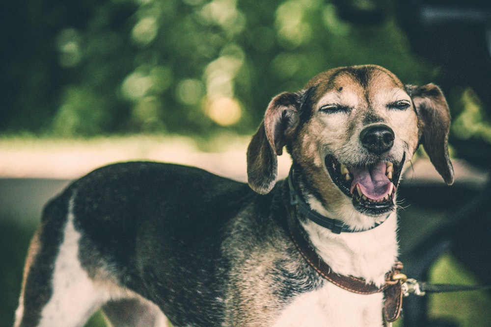 a dog with its mouth open standing on a leash