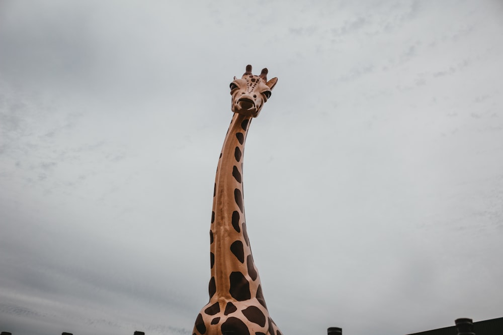 a tall giraffe standing next to a building
