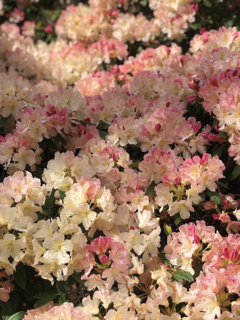 a bunch of pink and white flowers in a garden