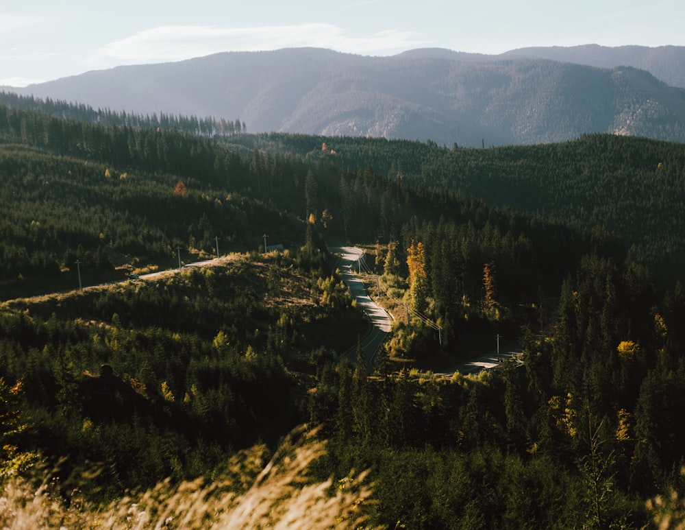 une vue panoramique d’une route serpentant à travers une forêt