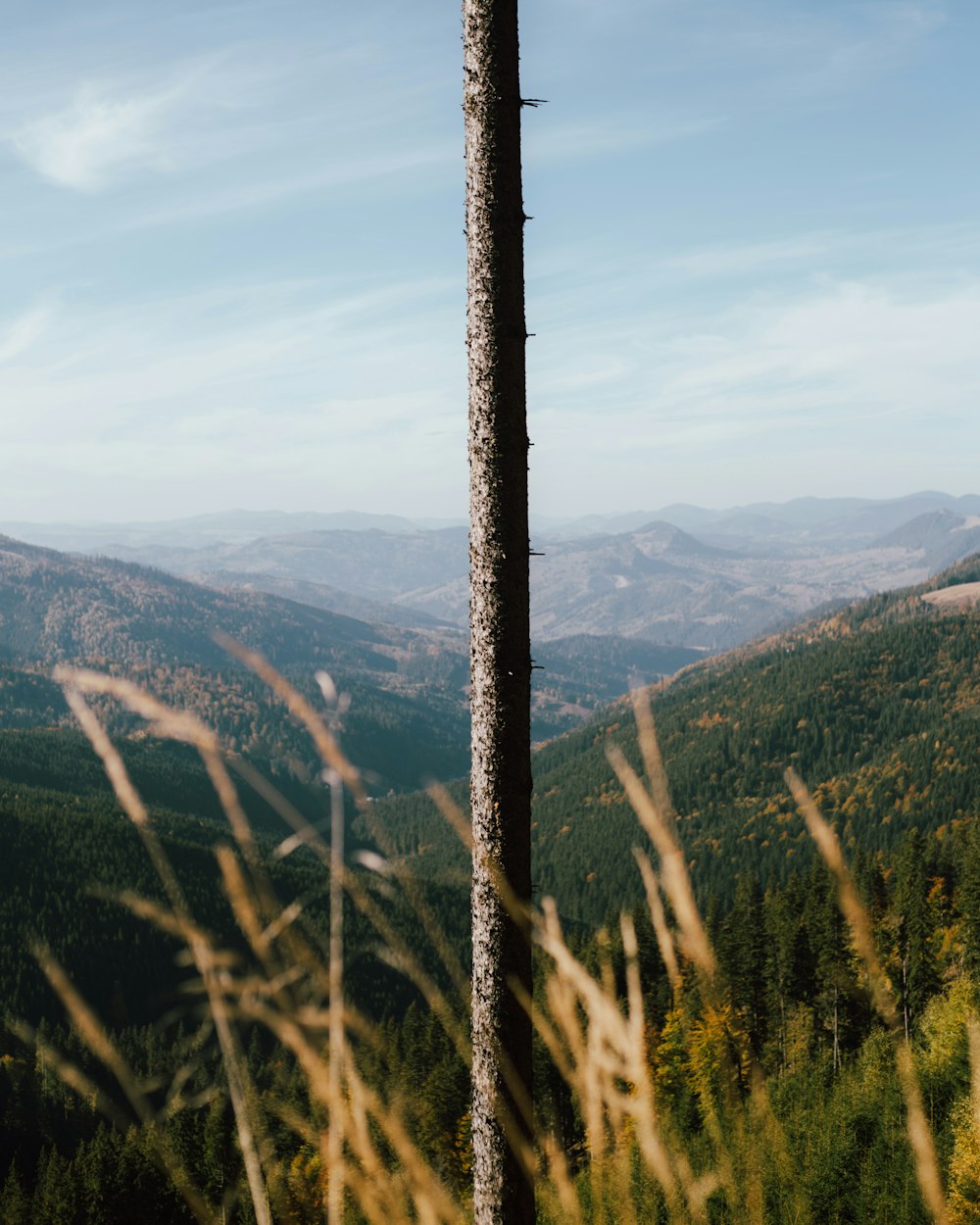 a tall wooden pole sitting in the middle of a forest