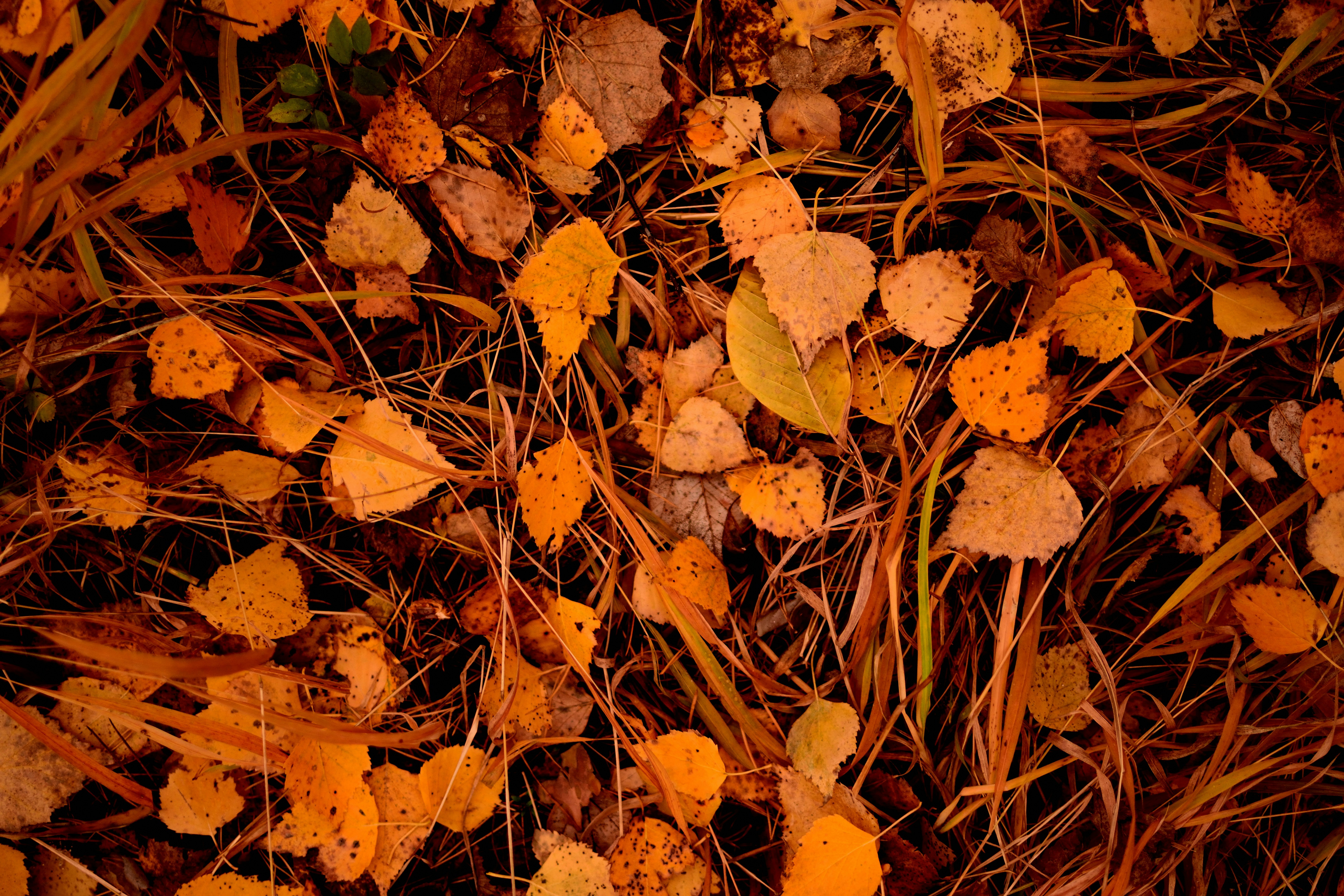a bunch of leaves that are on the ground