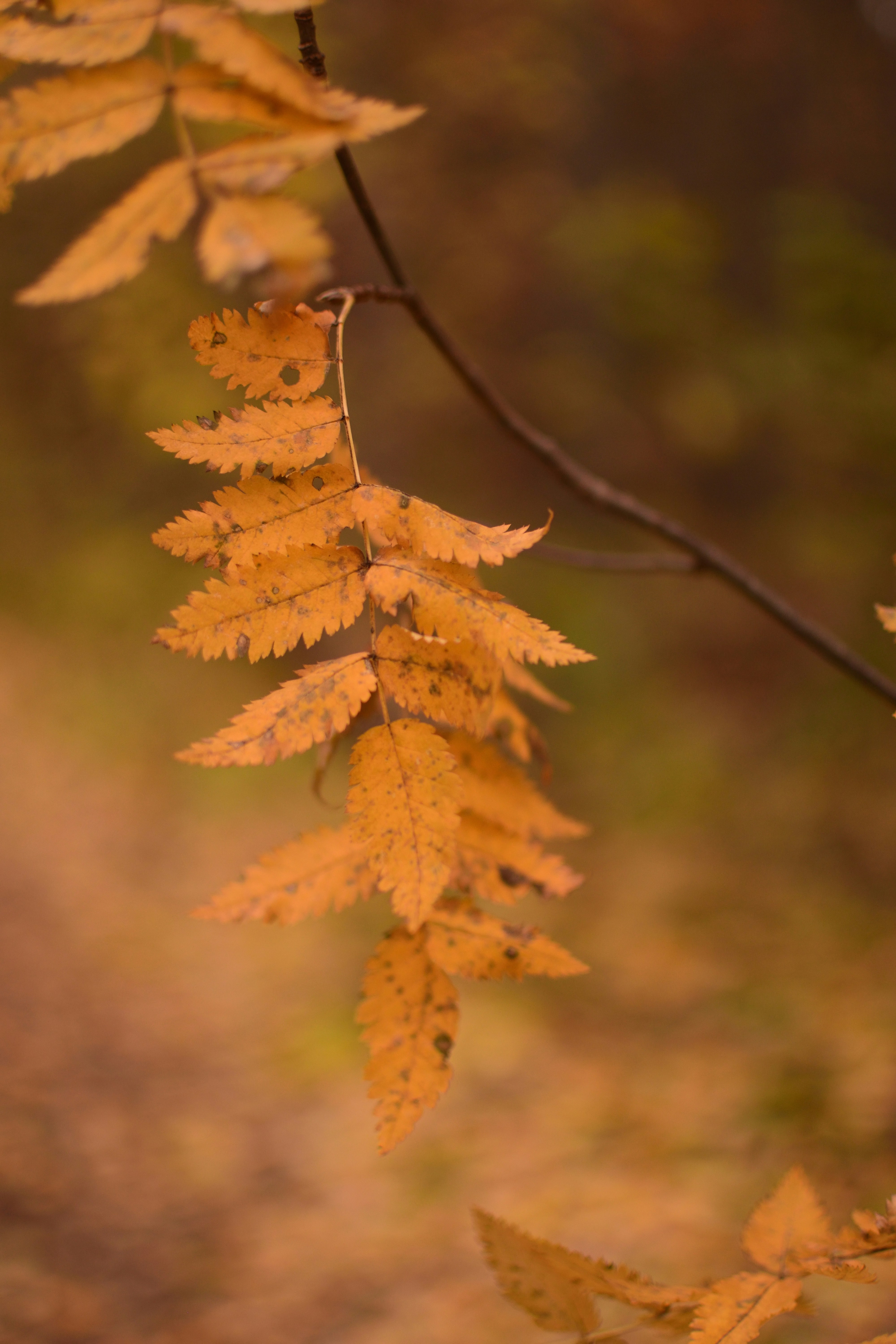 a close up of a tree with yellow leaves