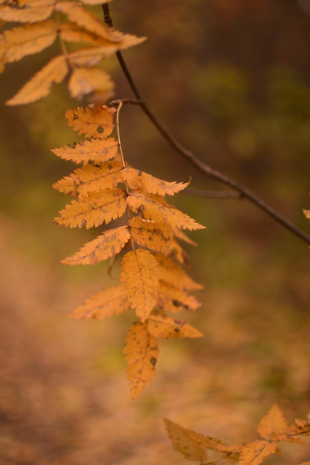 a close up of a tree with yellow leaves