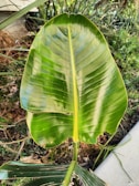 A large, vibrant green banana leaf with prominent veins and a shiny surface stands amidst a background of other plant foliage. The leaf shows some signs of small blemishes and natural wear.